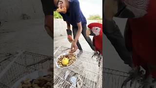 Macaw parrot kaha chala gaya 😱  funny parrot vlog sabird comedy amazingtalkingparrot birds [upl. by Restivo]