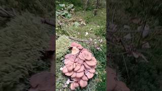 To są opieńki grzybobranie grzyby mushroom [upl. by Homovec]