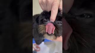 Cute Puppy Face Massage shihtzu shihtzupuppies dogshorts cute shihtzupuppy puppy [upl. by Yojal]