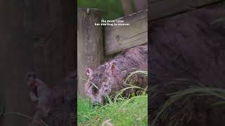 Wild Wombat Introduces Her Baby To Her Rescuer  The Dodo [upl. by Anerrol]