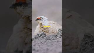 Rock Ptarmigan Natures Snow Camouflage Expert birds wildlife nature [upl. by Ilona]