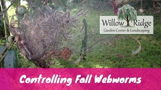 How To Control Fall Webworms [upl. by Kramal492]