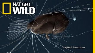 FirstEver Footage of DeepSea Anglerfish Mating Pair  Nat Geo Wild [upl. by Hgielyk]