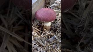 Grow Wine Cap Mushrooms from Stems mushroom fungi mushrooms growfood growmushrooms [upl. by Oigres]