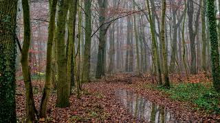 Rain in an autumn colored Liether forest in Elmshorn calming sound of rain for better sleep [upl. by Annawek583]