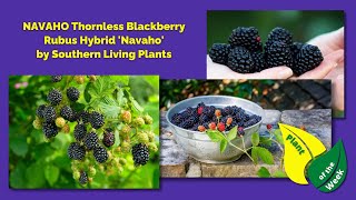 NAVAHO Thornless Blackberry  Rubus Hybrid Navaho  Southern Living Plants [upl. by Noillimaxam]