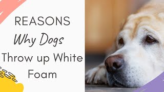 Why is my dog throwing up white foam Reasons and Explained Why Dogs Throwing up White Foam [upl. by Daryl330]