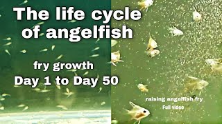 angelfish fry to adult  raising angelfish fry  the life cycle of angelfish  day 1 to day 50 [upl. by Nylimaj488]