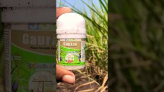 gibberellic acid uses🌾 plant growth hormone PGR farming agriculture pgr sugercane [upl. by Aehsrop922]