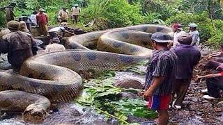 The Most Dangerous Chase in the Amazon Anaconda Vs Crocodile [upl. by Samuel]