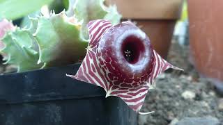 Huernia zebrina subsp magniflora Phillips LC Leach [upl. by Healey]