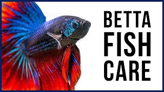 How to Care for Your New Betta Fish [upl. by Yelena]