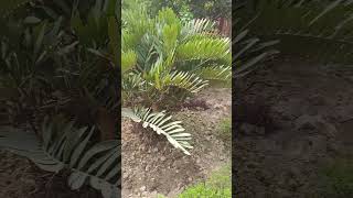 Zamia furfuracea science planteducation plants video plantdiversity shorts shortvideo [upl. by Oivaf]