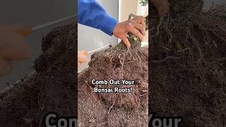 Why You Should Comb Out Your Bonsai Roots bonsai bonsaitree gardening plants tree tips shorts [upl. by Yelyr251]