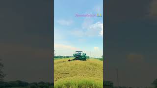 greengold harvesting❤️‍🔥💥viralvideotrendingshorts harvestingjhondheere pleasesubscribechannel🔔 [upl. by Airolg104]