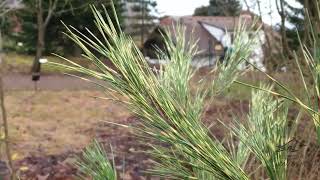 Pinus densiflora Oculus Draconis  borovice hustokvětá [upl. by Emmery]