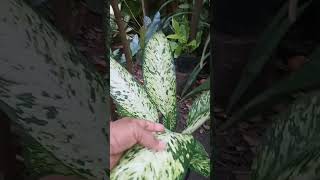 Dieffenbachia VESUVIUS [upl. by Alim]