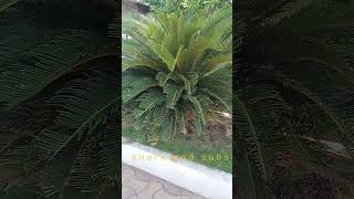 Cycas circinalis Sago palm plantSlow growing ornamental drought tolerant plant of India [upl. by Mundy889]