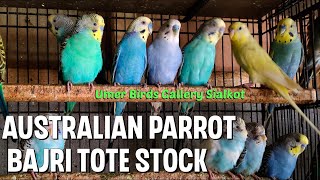 Australian ParrotBajri ToteBulk StockUmer Birds Gallery SialkotSaleSale [upl. by Nyliac]