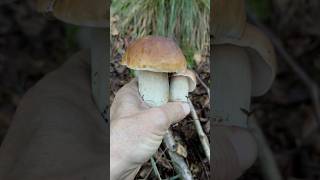 Che bei porcini Boletus edulis rilassanti porcini boletus funghi mushroom forest nature [upl. by Jecon]