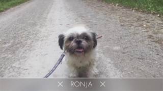 Sorgenhund Ronja auf der Suche nach dem Glück [upl. by Ainehta]