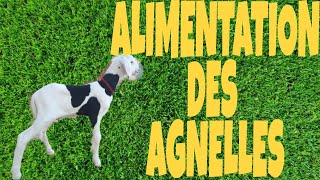 Elevage des moutons Comment alimenter les agnelles de remplacement [upl. by Tiny]