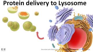 Protein trafficking to lysosome [upl. by Anirazc]