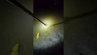 Night fishing video  part6 shorts nightfishing bigfish video trending fishing catfish [upl. by Everard]