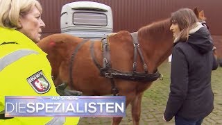 Unfall mit Pferd und Kutsche Hat jemand das Pferd angeschossen  Die Spezialisten  SAT1 [upl. by Ysnil331]