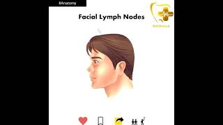 NEETMDSINICETINBDEFacial Lymph nodes Anatomy [upl. by Ahusoj3]