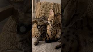 Serval and Savannah Cats Best Friends serval cat servals [upl. by Gordy]