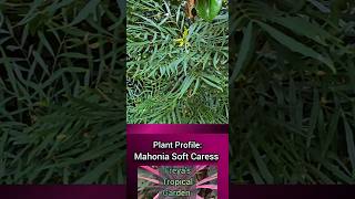 Plant Profile Mahonia Soft Caress [upl. by Ennayt]