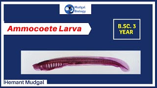 Ammocoete larva full details in hindi  larva of lamprey  Mudgal biology [upl. by Mayfield]