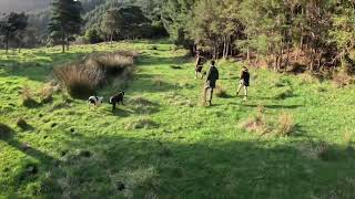 Young boar hunting nz [upl. by Veradis]