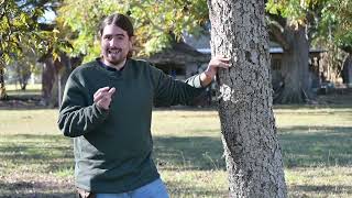 Pecan Tree Borers [upl. by Frangos]