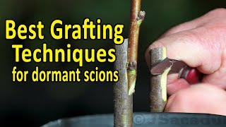 BEST Grafting Techniques using DORMANT SCIONS  Grafting Fruit Trees [upl. by Kaya490]