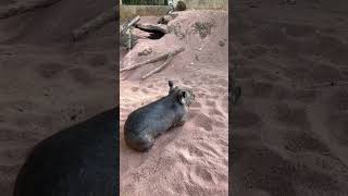 Wombat gets the zoomies [upl. by Kovacev]