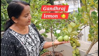 How to Grow Aromatic Gandhraj Lemon 🍋 🍋 in Terrace Garden  Gandhraj Lemon Plant Care Tips [upl. by Hiett]