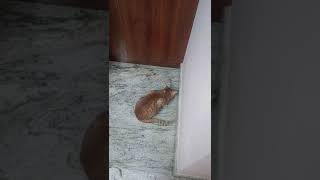 Hunting Jerry 🤣jerry cat youtube youtubeshorts funny [upl. by Drooff]