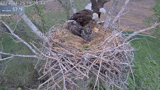 Kansas Bald Eagles 42724 Harvey gets it done putting fish on the nest on a wet amp windy day [upl. by Htiaf]