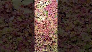 Azolla filiculoides plants pond acuariofilia fishtank aquascape aquariumhobby [upl. by Innek67]