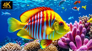 Under Red Sea 4K  Beautiful Coral Reef Fish in Aquarium Sea Animals for Relaxation  4K Video 1 [upl. by Olotrab]