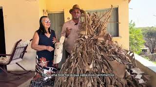 Documentário  Memórias dos Papangus a origem [upl. by Anirak]