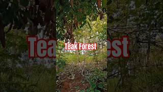 Teak Forest gardeningideas hutanjati shortvideo teakwood alamlestariMTS [upl. by Aiuqram]