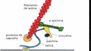 Ayudantía BioCel El citoesqueleto 23 Microfilamentos [upl. by Ahsatniuq]