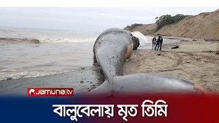 সান ডিয়েগো সমুদ্রতটে ভেসে এলো ৫২ ফুট লম্বা তিমি  Dead Whale  Jamuna TV [upl. by Olecram]