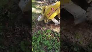 stump grinding in Mayfield Hts Ohio stumpgrindingservice stumpgrinding [upl. by Annunciata]