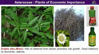 Asteraceae Family Economic Importance Plants of economic importance of compositae [upl. by Camey]