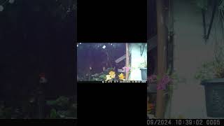 Inquisitive Bird birds asmr sparrow sparrowconservation sparrowlife nature animals [upl. by Nivra850]