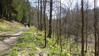 Narcissenwandeling Kalterherberg Monschau 2023 [upl. by Nakah]